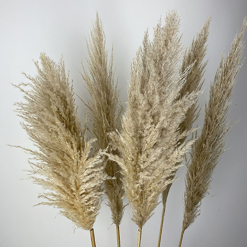 Imagen 3 de 4 de Pampas Secas Decoracion 10 Pz Ultra Flufy Temporada Limitada