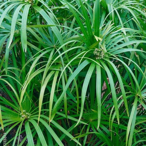 Falso Papiro (cyperus Alternifolius)