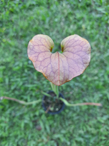 Planta, Carnívora Sarracenia Y Sustrato Para Carnívoras