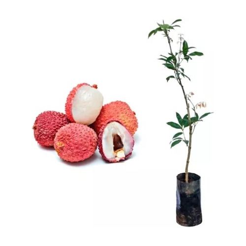 Muda De Lichia Kwai Mai Pink Precoce Muda Clonada Com Flor
