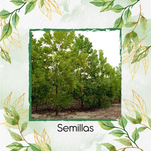 10 Semillas De Árbol Acacia Mangium