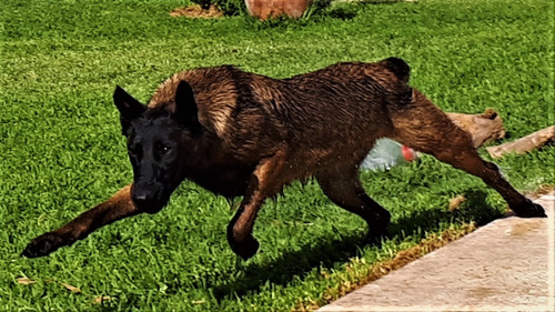 Pastor Belga Malinois