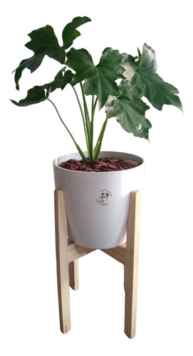Planta Philodendron Misionero + Maceta Premium+ Pie Nórdico 