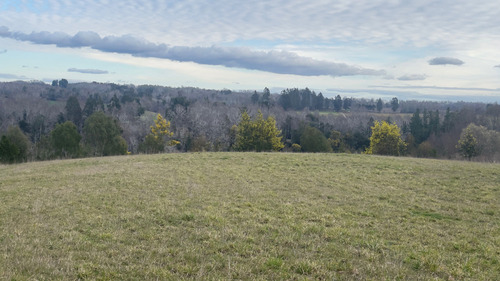 Vendo Campo 6 Ha Con Casa Camino Huichahue (66896)