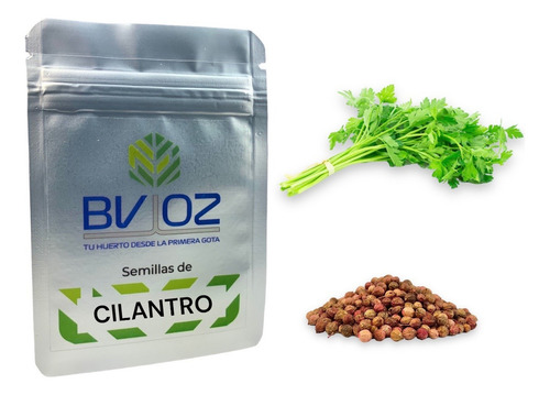 Semillas De Cilantro. Cultivo Agrícola