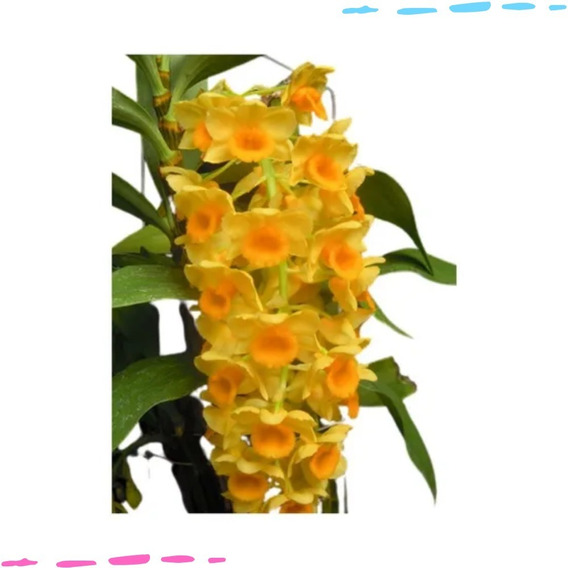 Muda De Orquidea Dendrobium Pendente Densiflorum Adulta | Parcelamento sem  juros