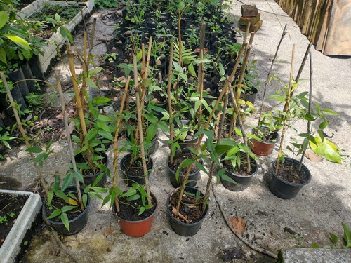 Enredadera Jade Rojo (macuna Bennettii)