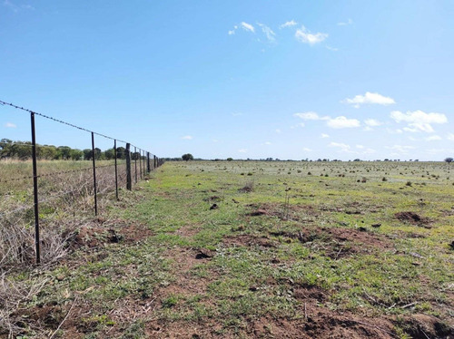 Imagen 15 de 19 de Campo De 95 Has En Ataliva Roca -la Pampa