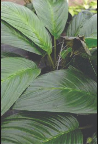 Orquidea Morcego - Tacca Negra - Muda Com Aprox 60cm