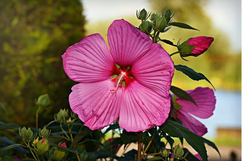 Hibisco, Gr Ervas Secas Para Chá