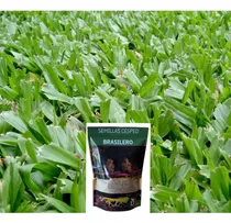 Comprar Semillas Césped Brasilero Axonopus - Ideal Jardines - Envíos