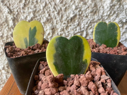 Imagen 4 de 6 de Hoya Kerri Variegada - Planta Suculenta Corazón Exótica