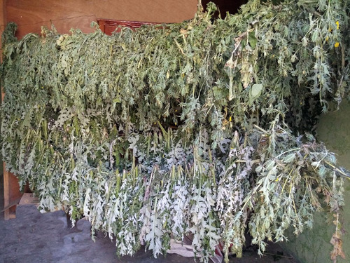 Te De Cardo Santo Chicalote Organico 1 Kilo