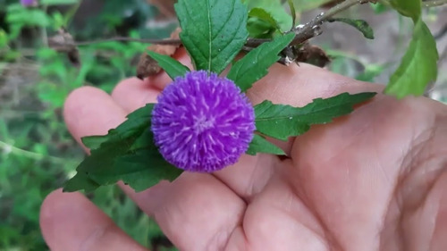 30 Sementes De Flor Perpetua Roxa Do Mato Perfumada E Rara | MercadoLivre