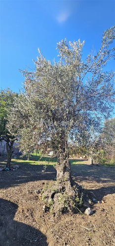 Tereno En Venta En Yumbel Centro