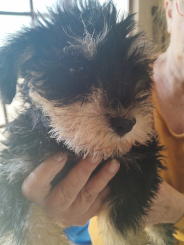 Schnauzer Machos E Fêmea