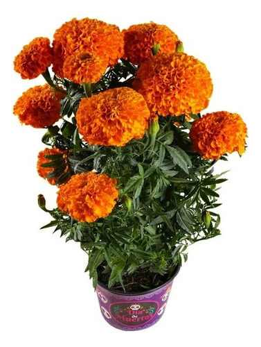 1 Lts Fertilizante Para Cempasuchil Nutriplantas Produccion