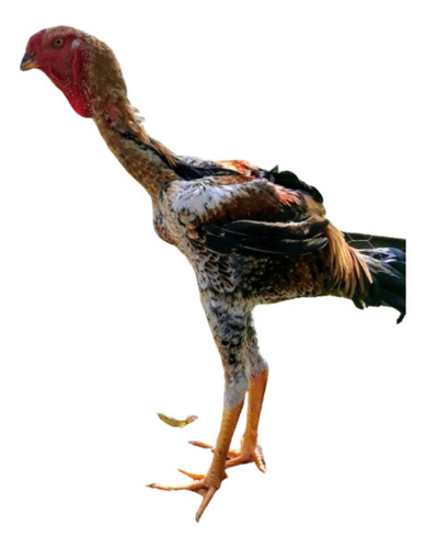 Índio Gigante 10 Ovos Galados