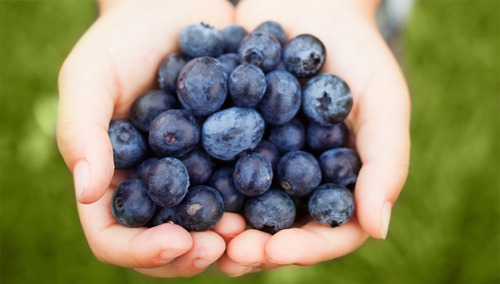 Sementes De Blueberry - Mirtilo - Fruta