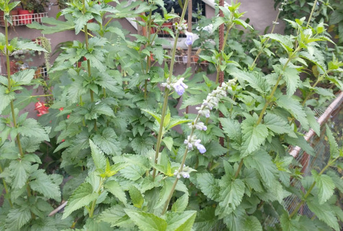 Plantín Parietaria Officinalis (buscapina)