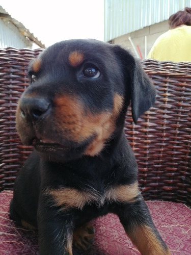 Cachorros Rottwailer Hembra Y Macho. Vacunados!! 