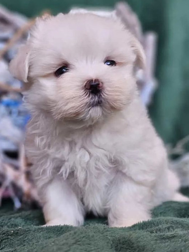 Cachorros Bichon Maltés.