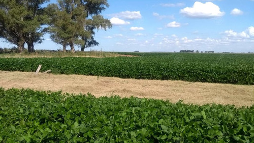 Imagen 6 de 17 de Campo Mixto En Carlos Tejedor De 177 Has - Oportunidad Retasado! Excelente Renta