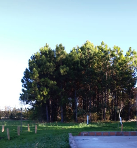 Imagen 11 de 18 de Chacra Mercedes (1,5 Hectareas) Único Por Su Forestación