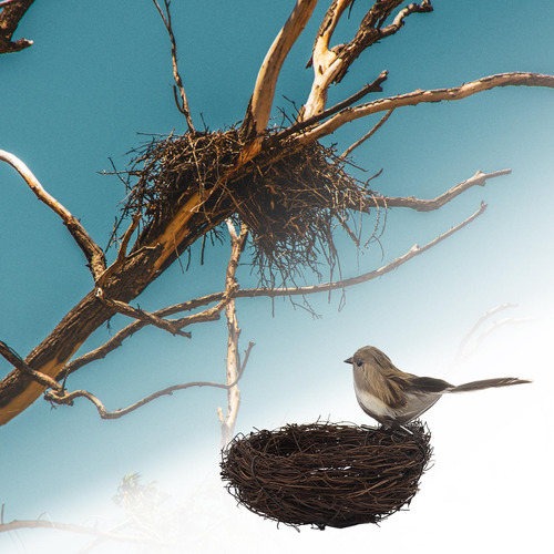 Naturaleza Nido De Pájaro Artificial Con Huevos Jaula Gris