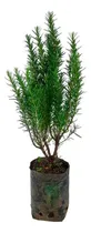 Comprar Planta  Romero Hidroponico