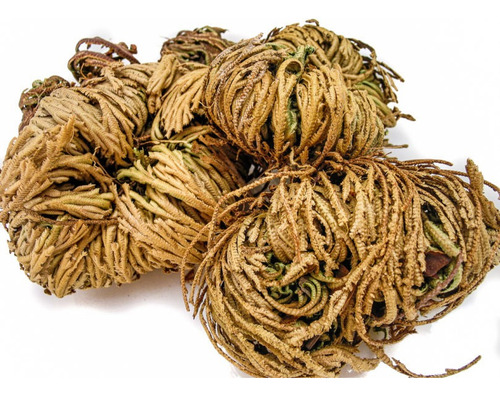 Doradilla Rosa De Jerico 100% Natural 1kg