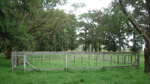 Imagen 4 de 12 de Campo Mixto En Las Flores De 200 Has . A 3 Km De Ruta 3