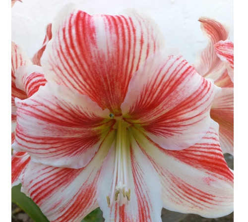 Lirio - Amarillys - Hippeastrum - Color Rosa - Planta