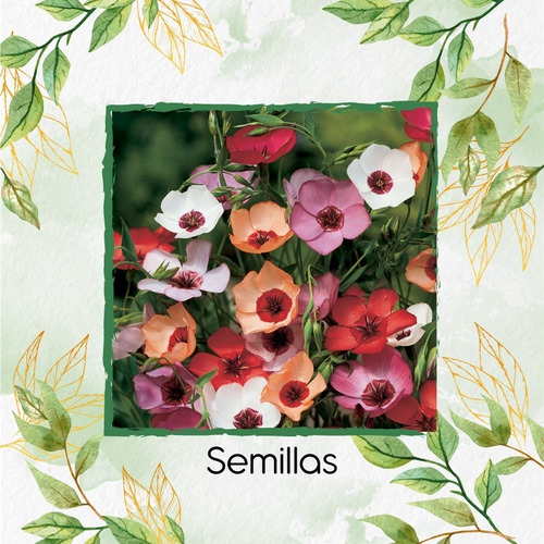 25 Semillas De Flor Lino Grandiflorum