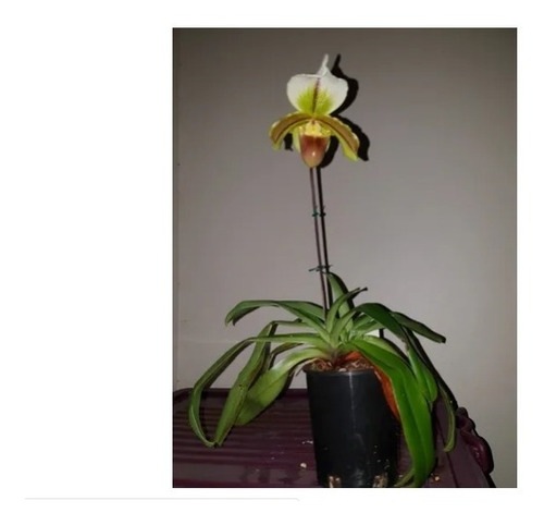 Mudas De Orquídeas Sapatinho Paphiopedilum Leeanum Semadulta | MercadoLivre