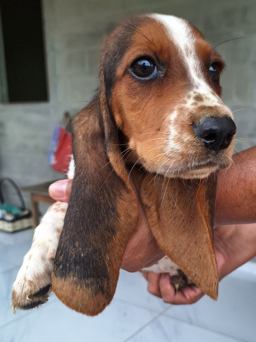 Filhotes De Basset Hound