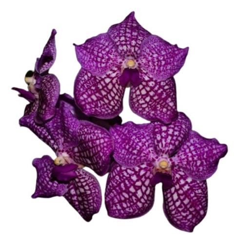 Orquidea Vanda Thanadae X Blit´s Heartthrob