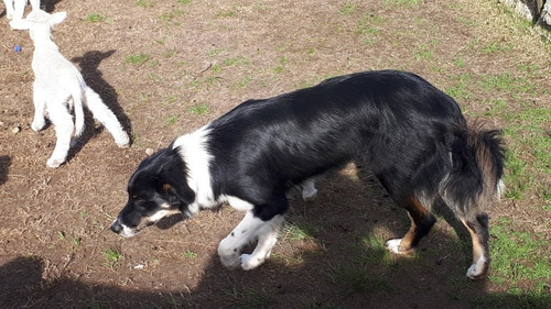 Imagen 7 de 8 de Border Collie Excelente Pedigre Para Monta.