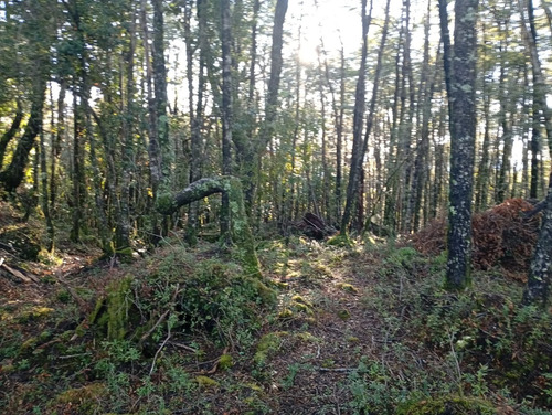Venta Parcela Bosque Pucón Los Nevados