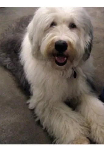  El Viejo Perro Pastor Ingles Mexican English Sheepdog