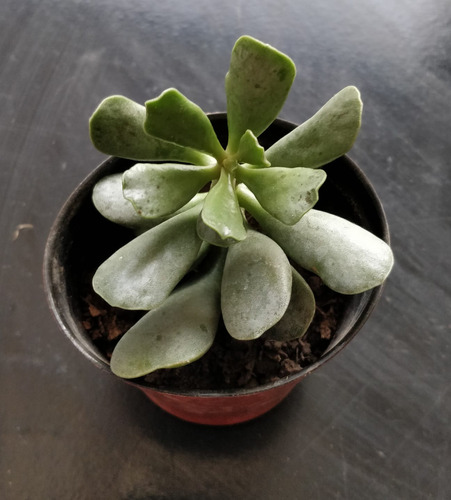 Adromischus  Hummels White