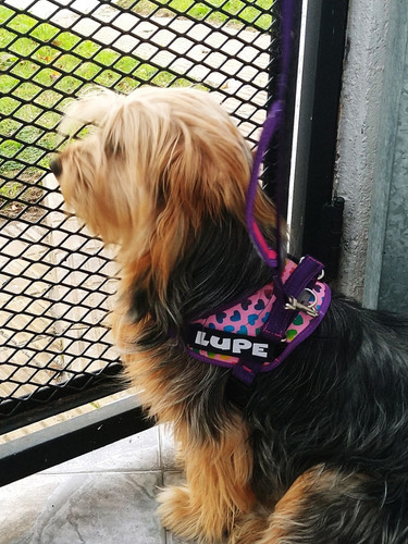 Imagen 3 de 10 de Arnes Pretal Acolchado Para Perros Con Parche Reflectivo