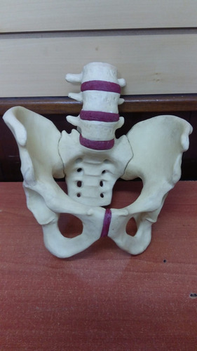 Modelo De Pelvis Con Tres Vertebras