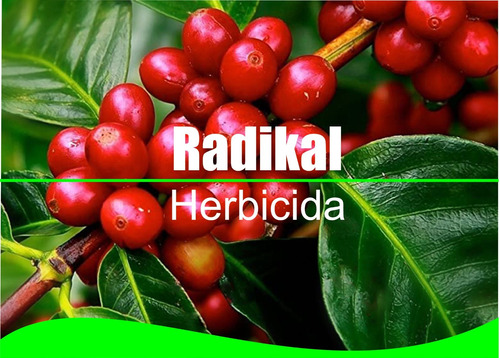 Radical Herbicida Sistemico Selectivo Postemergente