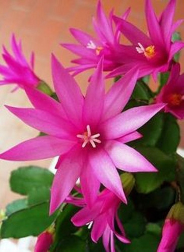 Muda Cacto Flor De Outubro - Rosa Pink No Vaso Diferenciado | MercadoLivre