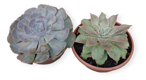 Suculenta Echeveria C21