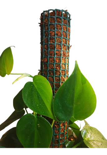 Tutor Fibra De Coco Chip Verde 100cm / Coco Pole Sin Estaca