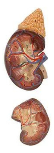 Modelo Anatômico Rins Corpo Humano Anatomia Funcionamento