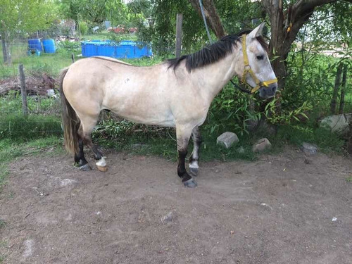 Imagen 2 de 3 de Vendo Petiso Valló