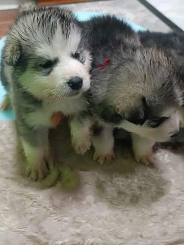 Cachorros Alaska Malamute 